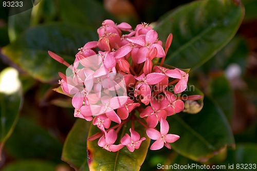 Image of A pink flower