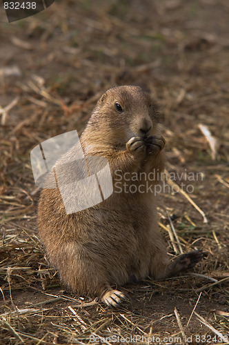 Image of Prairie dogs