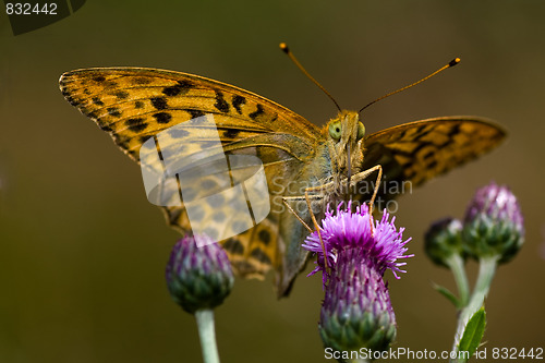 Image of butterfly