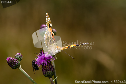 Image of butterfly