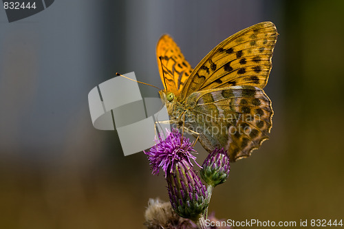 Image of butterfly