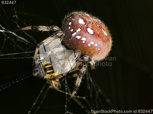 Image of spider