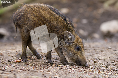 Image of wild pig