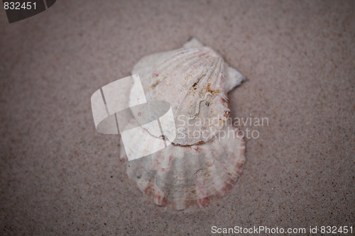 Image of shell