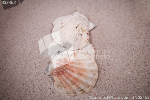 Image of shell