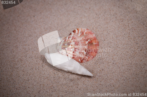 Image of shell