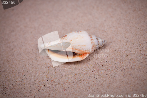 Image of shell