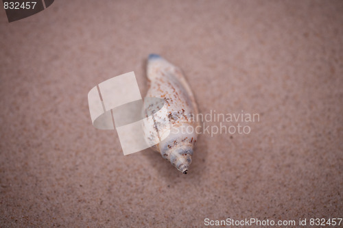 Image of shell