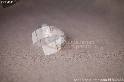 Image of shell