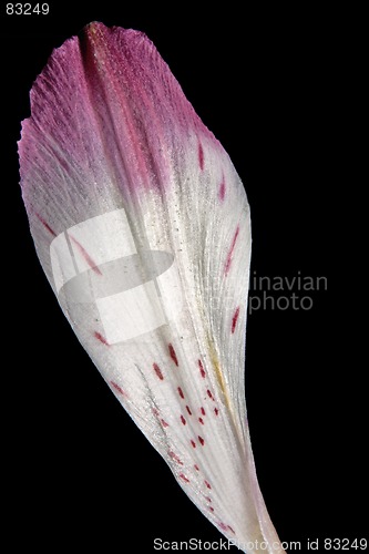 Image of A lily petal