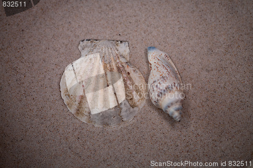 Image of shell