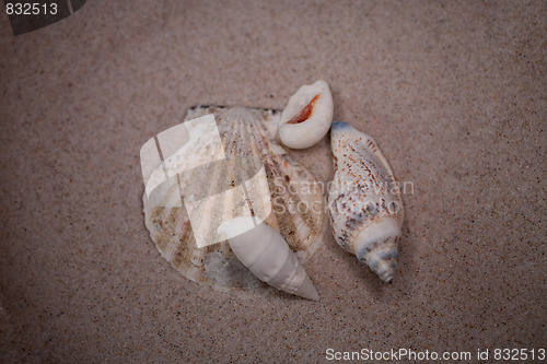 Image of shell