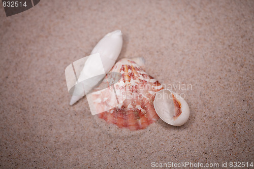 Image of shell