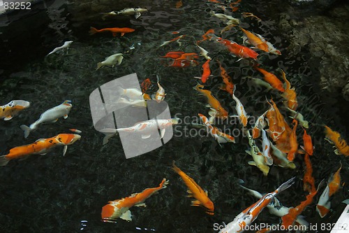 Image of The koi pond