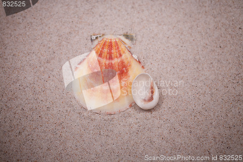Image of shell