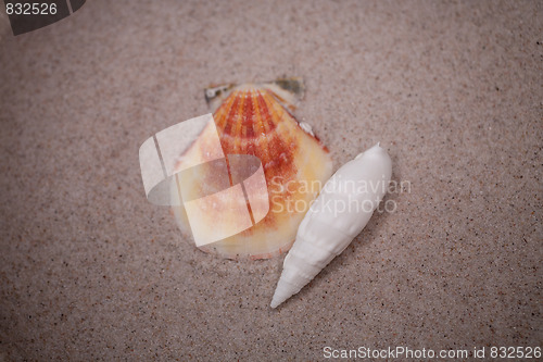 Image of shell