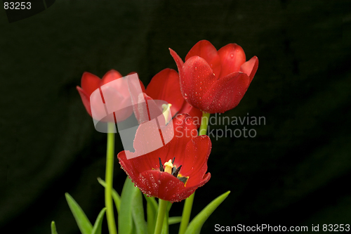 Image of Red tulips