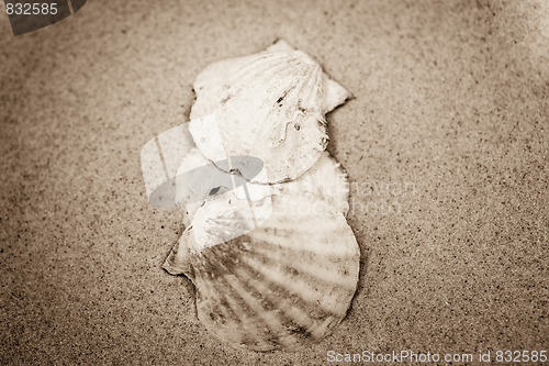 Image of shell