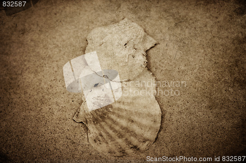Image of shell