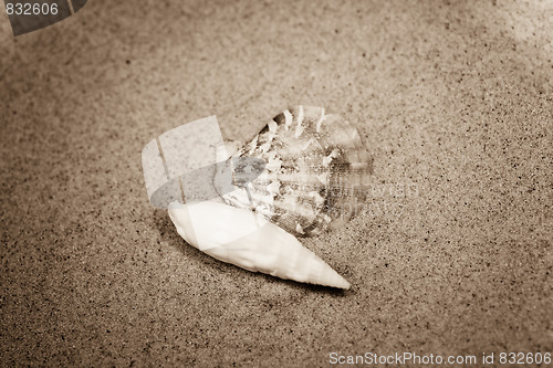 Image of shell