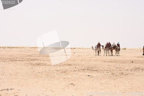 Image of camels and sahara