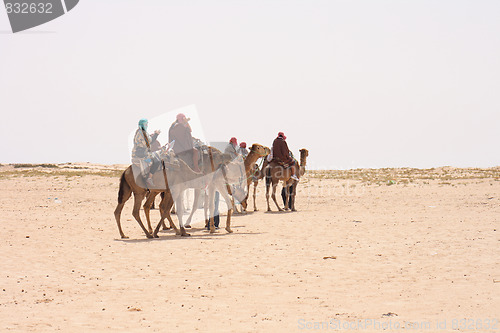 Image of camels and sahara