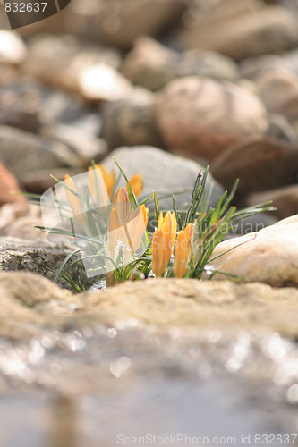 Image of spring flowers