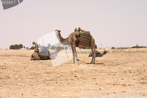 Image of camels and sahara