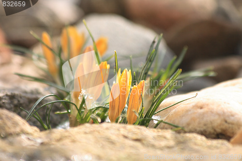 Image of spring flowers
