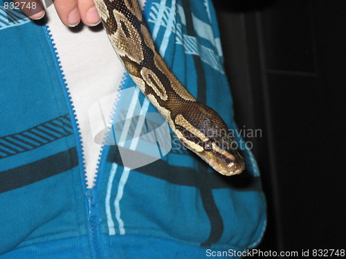 Image of Snake