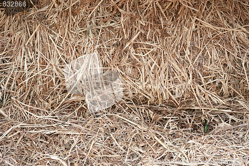 Image of straw background