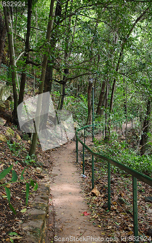 Image of forest path in darwin