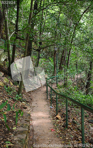 Image of forest path in darwin