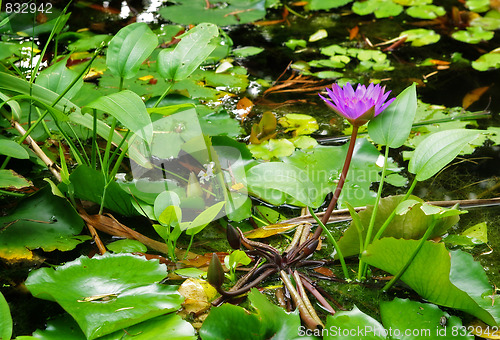 Image of water lilly in garden pond