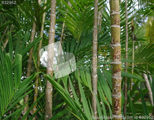 Image of bamboo forest