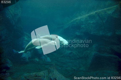 Image of Beluga Whale Courtship