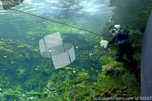 Image of Aquarium - Scuba Diver