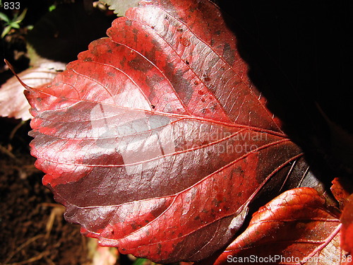 Image of Red leaf