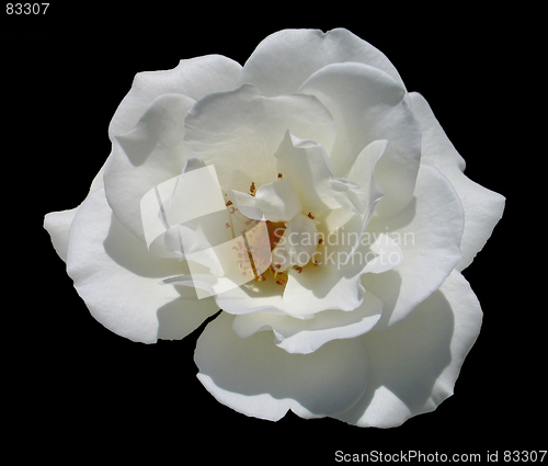 Image of White flower