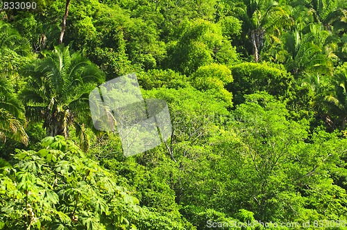 Image of Tropical jungle background