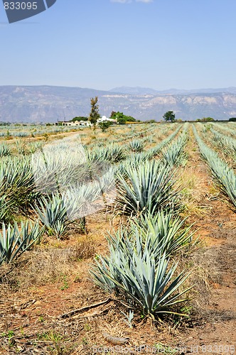 Image of Agave cactus field in Mexico