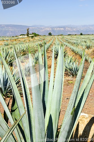 Image of Agave cactus field in Mexico