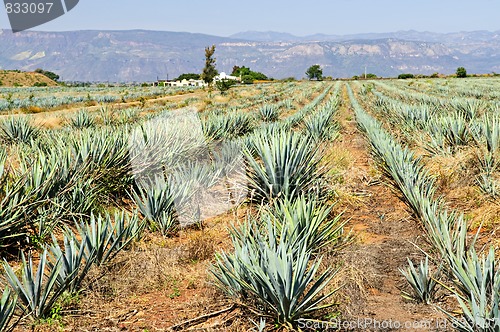 Image of Agave cactus field in Mexico