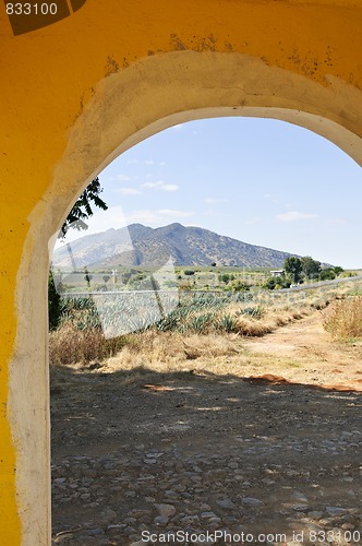 Image of Landscape with agave cactus field in Mexico