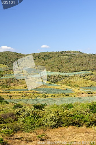 Image of Agave cactus field landscape in Mexico