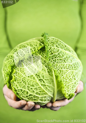 Image of Hands holding green cabbage head