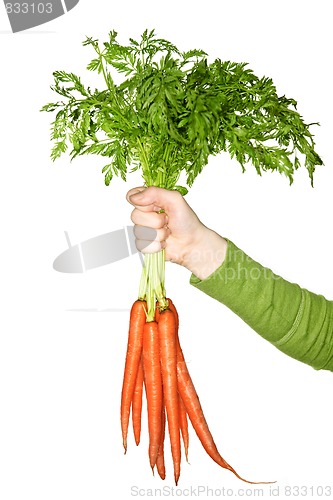 Image of Hand holding carrots