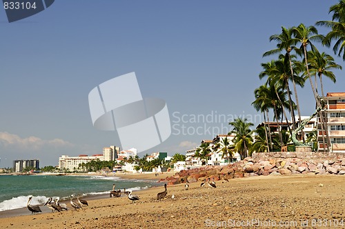 Image of Pelicans on beach in Mexico