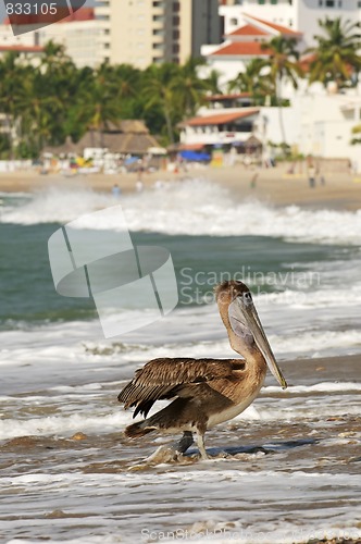 Image of Pelican on beach in Mexico
