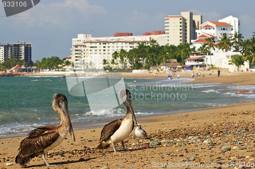 Image of Pelicans on beach in Mexico